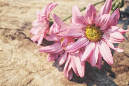 Pink flowersの写真素材