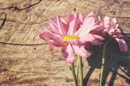 Pink flowersの写真素材