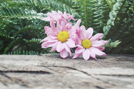 Pink flowersの写真素材