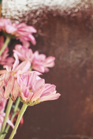 Pink flowersの写真素材