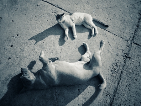 Dog and catの写真素材