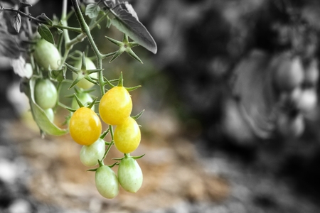 Tomatoesの写真素材