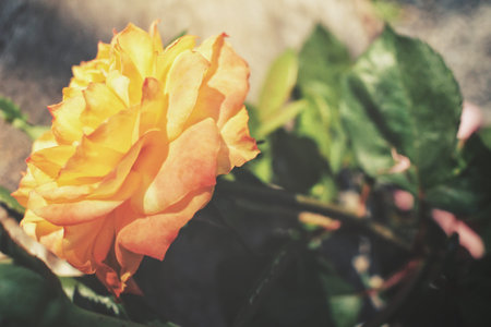 Yellow roseの写真素材