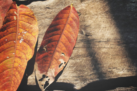 Dried leaves