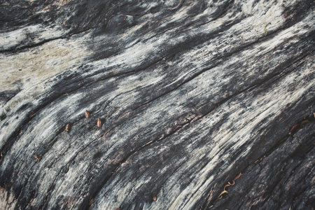 Wood background