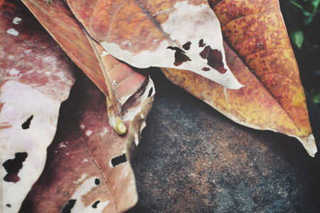Dried leaves