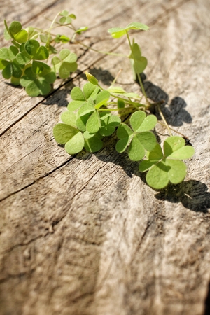Clover leavesの写真素材