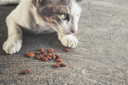 Cat eating dry food