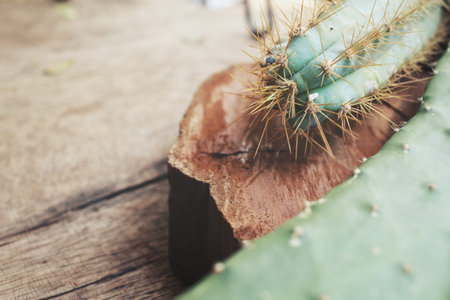 Cactusの写真素材