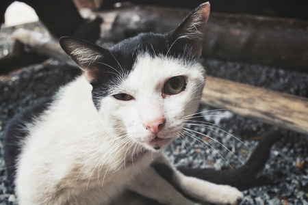 Catの写真素材