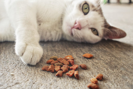 Cat eating dry foodの写真素材