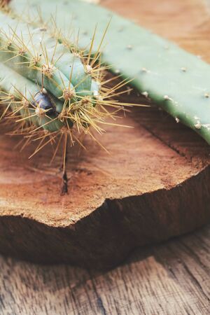 Cactusの写真素材