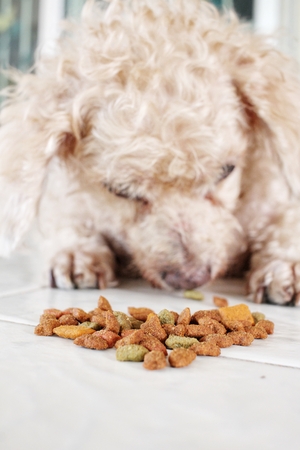 Dry food and the dogの写真素材