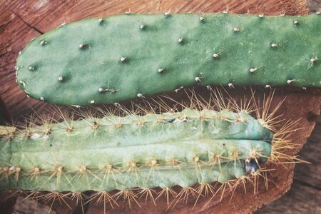 Cactusの写真素材