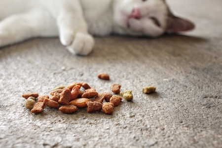 Cat eating dry foodの写真素材