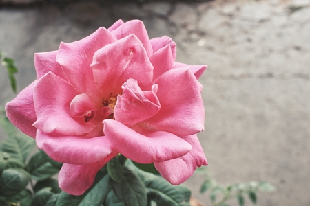 Pink roseの写真素材