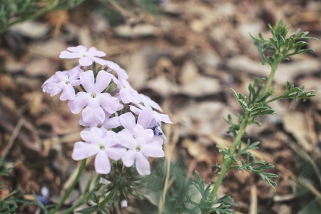 Purple flowersの写真素材
