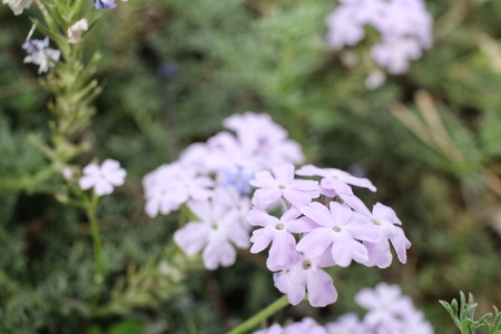 Purple flowersの写真素材