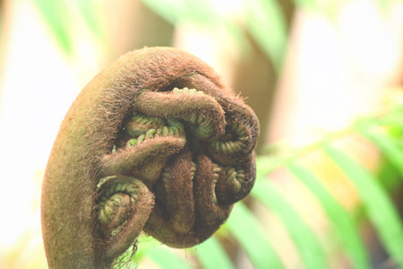 Fern leaves