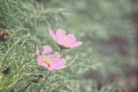 Pink cosmos flowersの写真素材