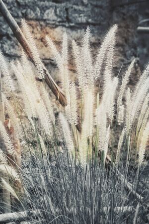 Grass flowersの写真素材