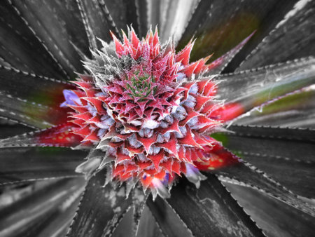 Pineapples tree