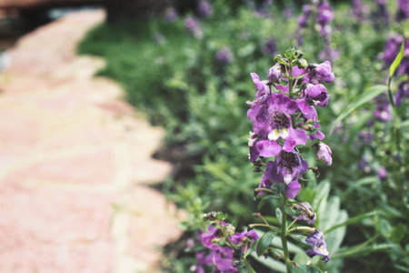 Purple salvia flowers