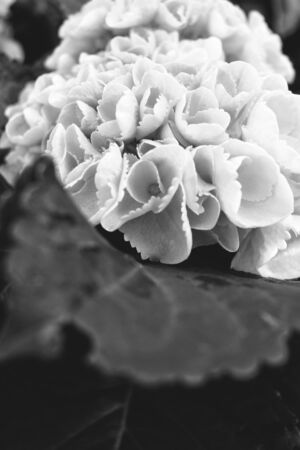 Hydrangea flowersの写真素材