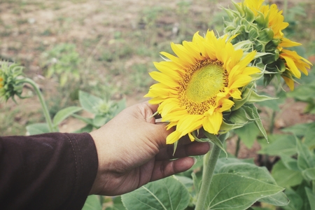 Sunflower on handの写真素材