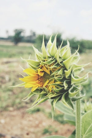 Sunflowerの写真素材