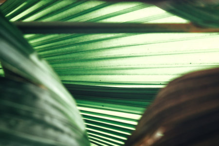 Palms leaves