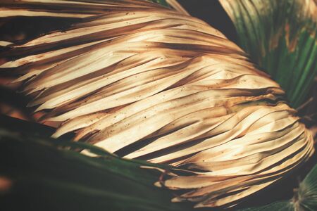 Palms leavesの写真素材