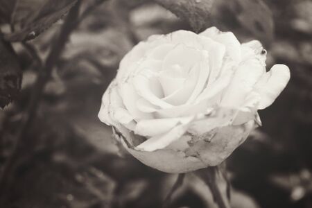 Rose in the gardenの写真素材
