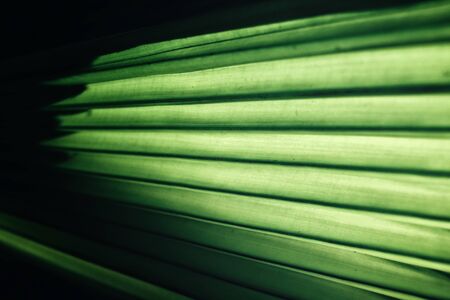 Palms leavesの写真素材