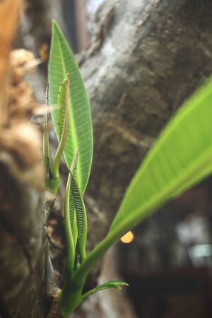 Green leavesの写真素材