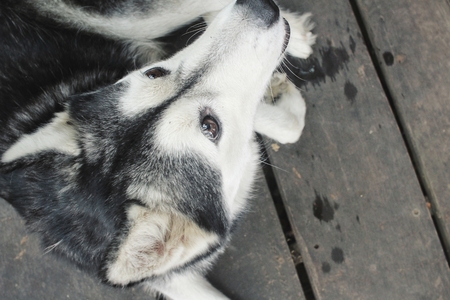 Siberian huskyの写真素材