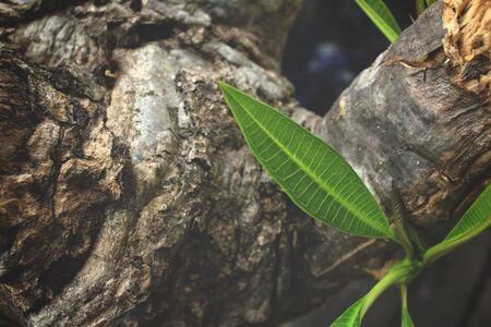 Green leavesの写真素材