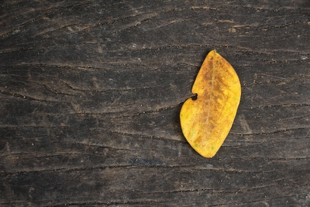 Dried leavesの写真素材