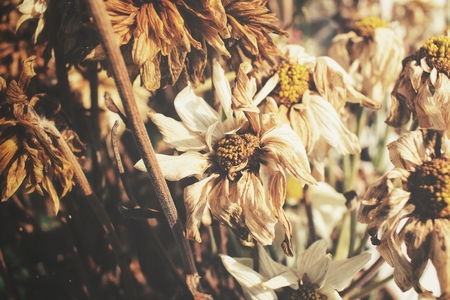 Dry flowersの写真素材