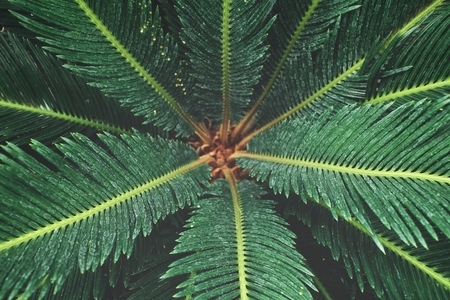 Palms leavesの写真素材