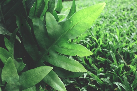 Fern leavesの写真素材