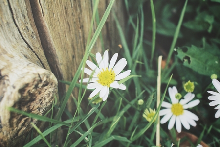 Daisy flowerの写真素材