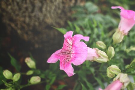 Pink flowersの写真素材