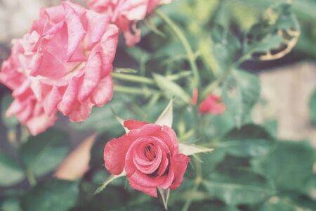 Vintage rosesの写真素材