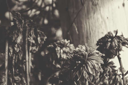 Dry flowersの写真素材