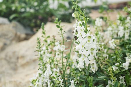 Salvia flowersの写真素材