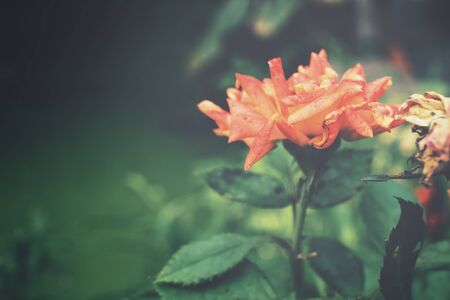 Vintage rosesの写真素材