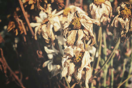 Dry flowersの写真素材