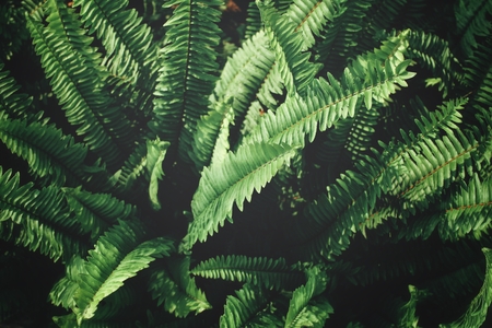 Fern leavesの写真素材