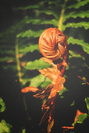 Fern leavesの写真素材